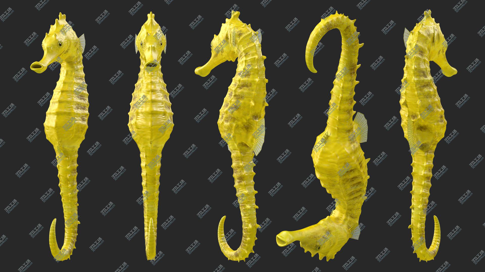 images/goods_img/2021040163/Slender Seahorse Hippocampus Reidi 3D model/1.jpg